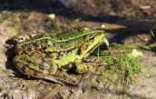 Teichfrosch. Foto: Andrea Geithner Grünfrosch
