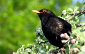 Amsel-Männchen. Foto: Andrea Geithner Amsel