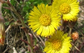 Die Huflattichblüten erscheinen vor dem Blattaustrieb. Foto: Andrea Geithner Huflattich