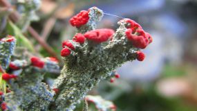 Cladonia cocifera - eine Flechte mit roten Fruchtkörpern - Foto: Andrea Geithner Cladonia coccifera. - Foto: Andrea Geithner