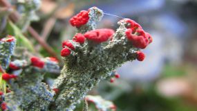 Cladonia coccifera. - Foto: Andrea Geithner