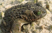 Kreuzkröte - typisch ist der gelbe Rückenstreif. Foto: Andrea Geithner Kreuzkröte