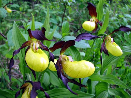 Frauenschuh