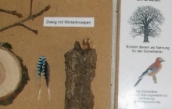 Waldgärtner Eichelhäher 