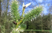 weibliche Blüten der Salweide