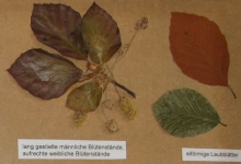 Detail Baumbuch