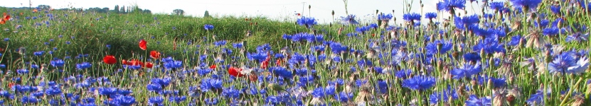 Kornblumen