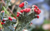 Cladonia