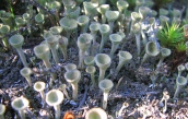 Cladonia