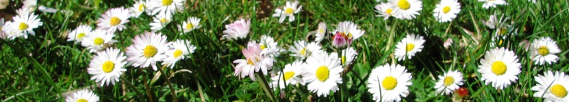 Gänseblümchen