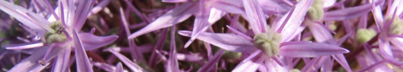 Lauch