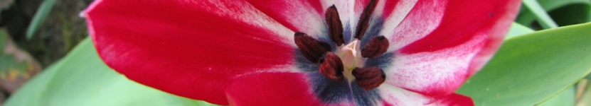 Tulpe