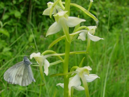 Grünliche Waldhyazinthe
