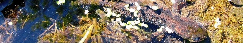 Kammolch
