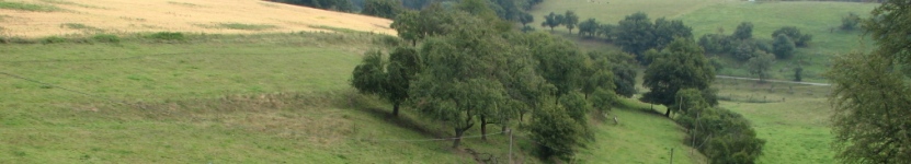 Streuobstwieset