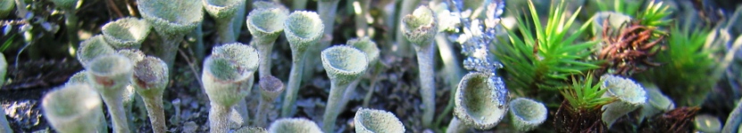 Cladonia-Art