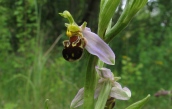 Bienen-Ragwurz