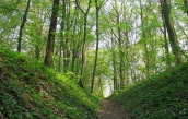 Laubmischwald