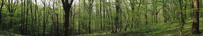 Laubmischwald auf der Lasur - Foto: Helge May