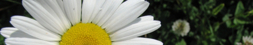 Margerite - Foto: Helge May