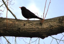 Amsel