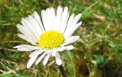 Gänseblümchen