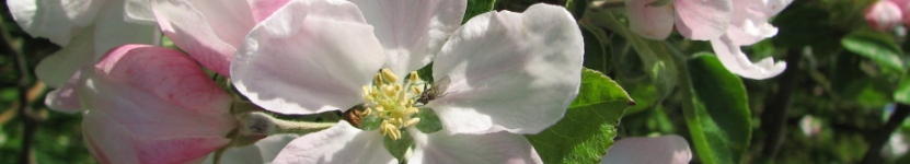 Apfelblüten
