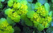 Milzkraut