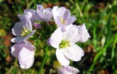 Wiesenschaumkraut