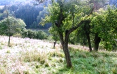 Streuobstwiese