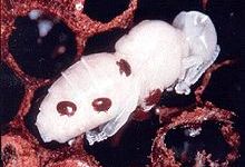 Varroamilbe