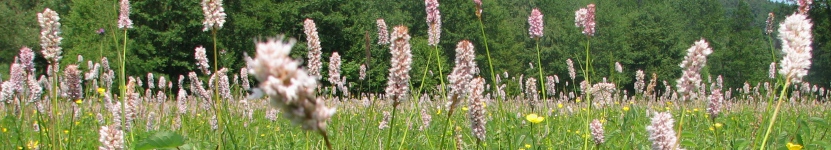 Knöterichwiese