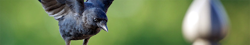 Headerbild Vogel